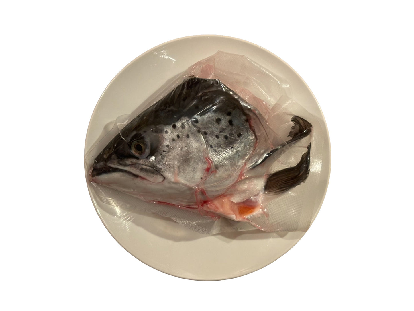 Premium Scottish Salmon|Head