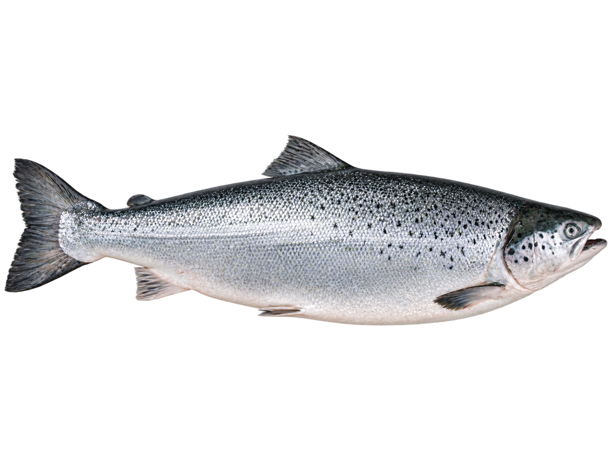 Premium Sashimi-Grade Scottish Salmon | Gutted Whole Fish
