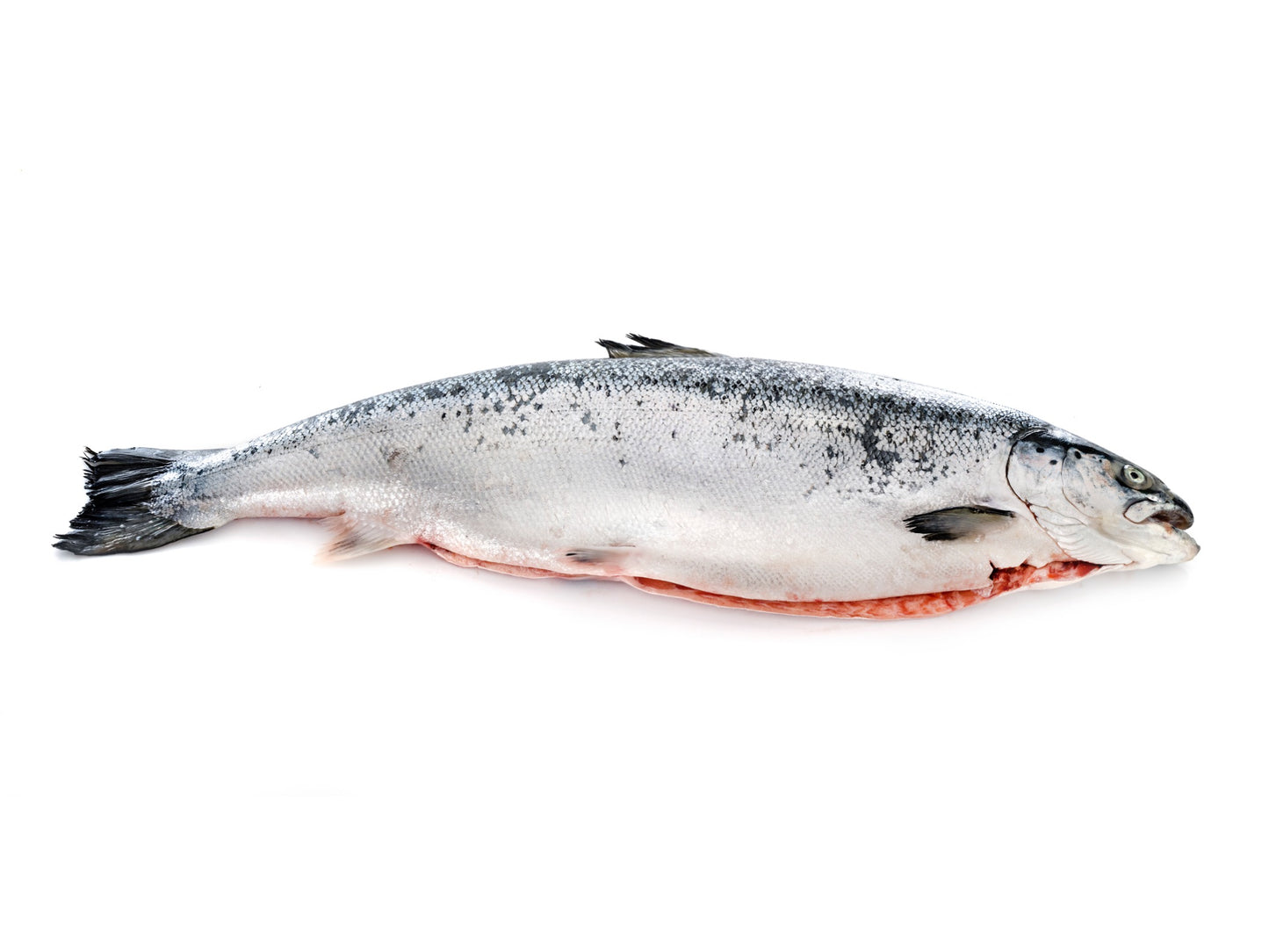 Premium Sashimi-Grade Scottish Salmon | 1/2 Gutted Whole Fish (3-4kg)