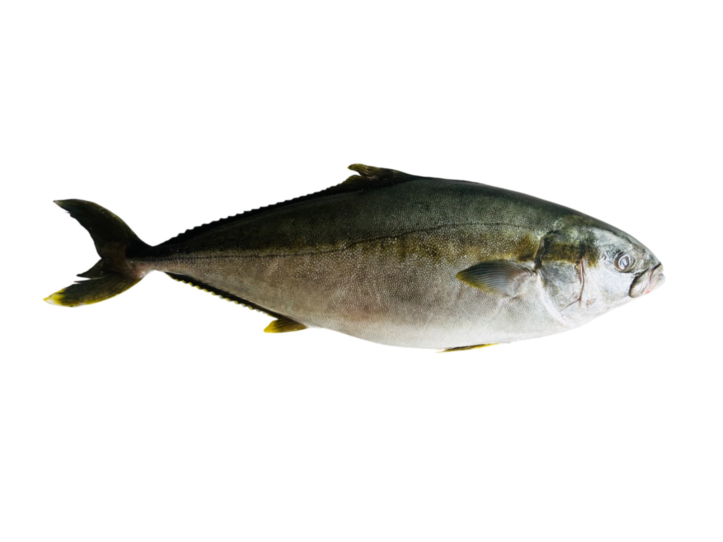 Premium Sashimi-Grade Dutch Kingfish Hiramasa｜Whole Fish Cut