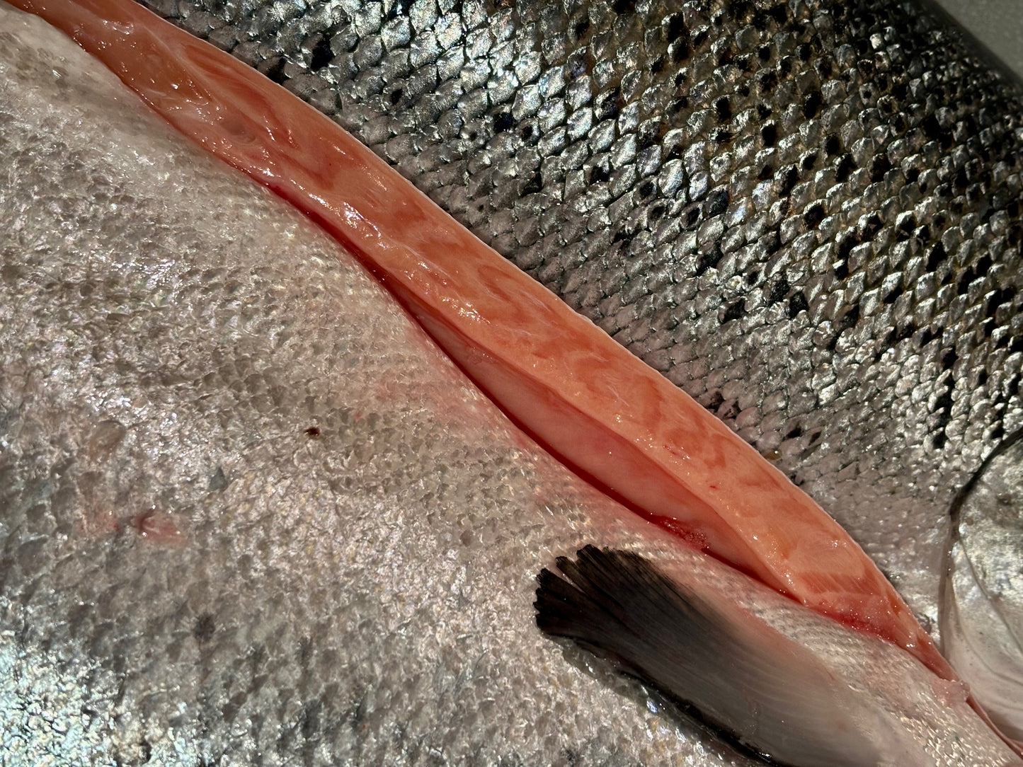 Premium Sashimi Grade 1/2 Whole Gutted Salmon (2.5-3kg) 特级可生食二分之一去肠整鱼