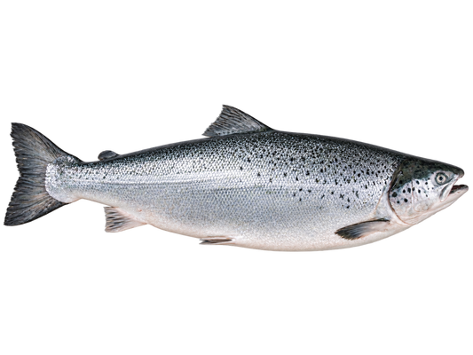 Premium Sashimi-Grade Scottish Salmon | Gutted Whole Fish